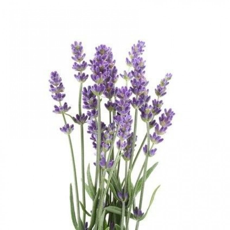 Lavendel 15g