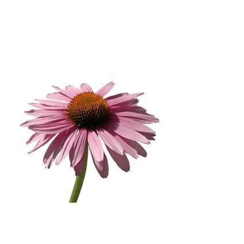 Echinacea 15g